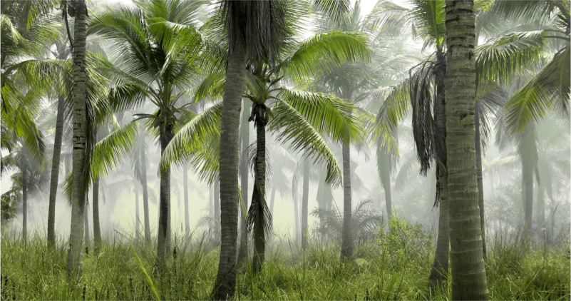 Ciekawostki o drzewach czyli natura zaskakuje