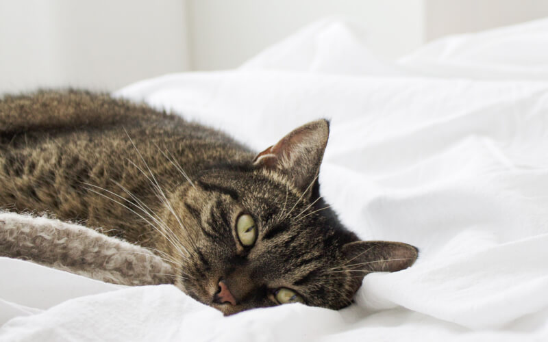 Łóżka tapicerowane warto wiedzieć przed zakupem