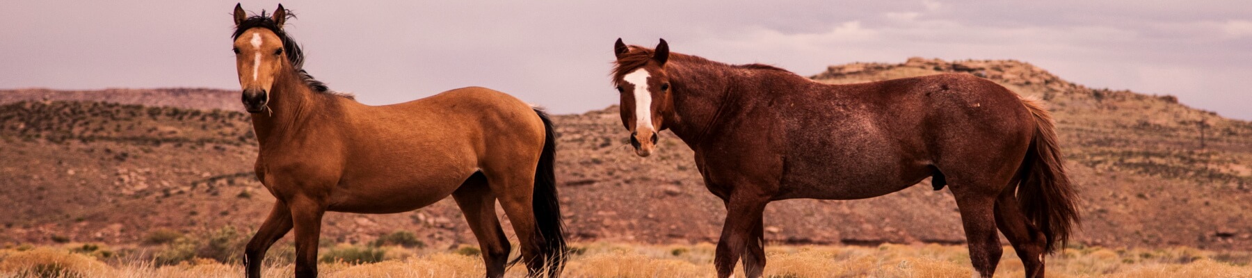 Materac z końskim włosiem