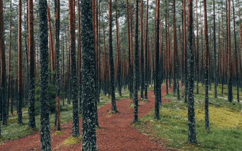 Tanie łóżko sosnowe